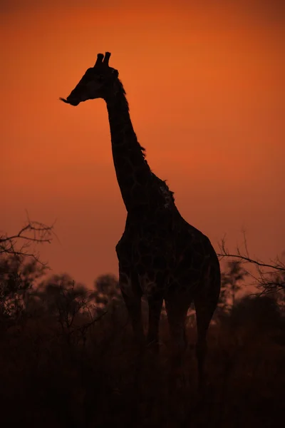 Girafffe zachód słońca (Img 3616) — Zdjęcie stockowe