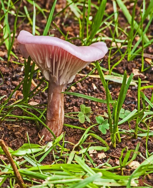 Seta Rosa Silvestre Nuevo Crecimiento Hierba Después Una Buena Lluvia — Foto de Stock