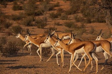 Güney Afrika 'daki Kgalagadi Transfrontier Parkı' nda çekilen bir springbok sürüsü su birikintisine doğru yola çıktı..