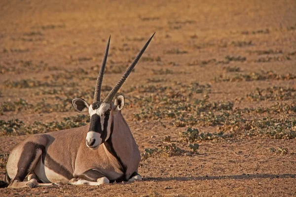Oryx Solteiro Kgalagadi Trans Frontier Park — Fotografia de Stock