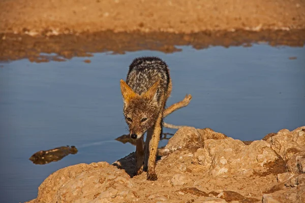 Black Backed Jackal Canis Mesomelas Kgalagadi Transfrontier Park Southern Africa — Stock Photo, Image