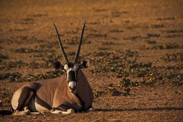 Oryx Individual Kgalagadi Trans Frontier Park —  Fotos de Stock