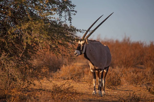 Single Oryx Στο Kgalagadi Trans Frontier Park — Φωτογραφία Αρχείου