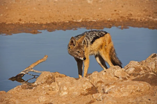 Black Backed Jackal Canis Mesomelas Kgalagadi Transfrontier Park Southern Africa — Stock Photo, Image