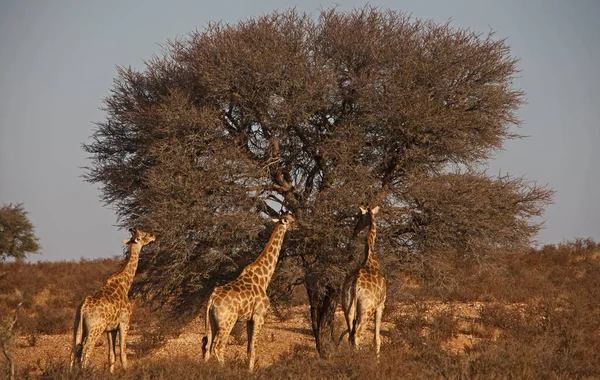Bir grup zürafa (Giraffa kameleopardus) Kgalagadi Transfrontier Parkı 'ndaki Auob Nehri' nin kuru nehir yatağında. Güney Afrika.