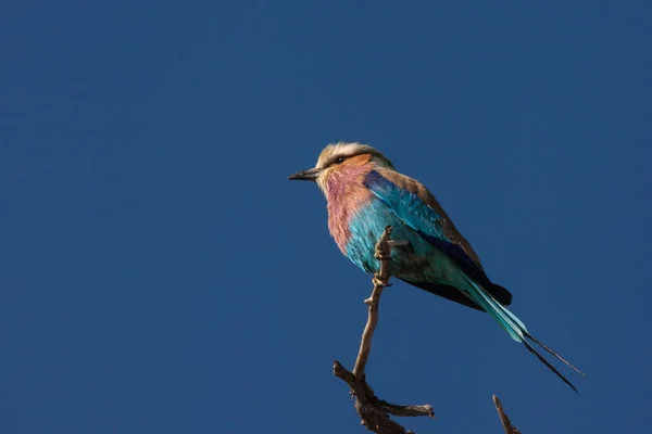 Один Lilac Breasted Roller Coracias Caudatus Розташовувався Мертвій Гілці Парку — стокове фото