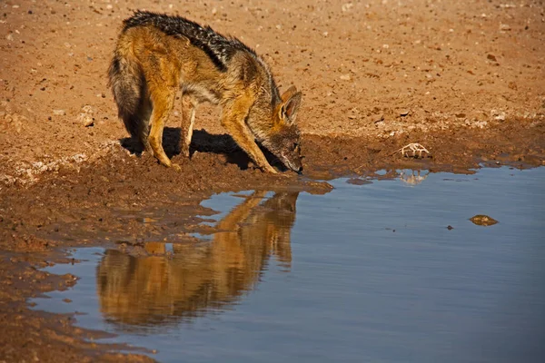 Black Backed Jackal Canis Mesomelas Kgalagadi Transfrontier Park South Africa — Stock Photo, Image
