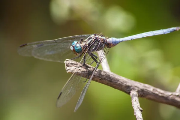 Blue Damselfly Resting Twig — Stock Photo, Image