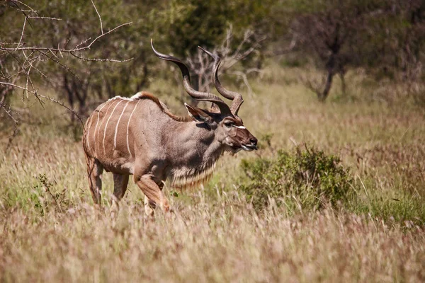 Solitario Toro Del Gran Kudu Tragelapus Strepsiceros Libre Naturaleza Parque — Foto de Stock