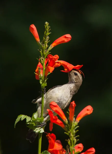 White Bellied Sunbird Cinnyris Talatala Feeding Cape Honeysuckle Tecoma Capensis — Stock Photo, Image