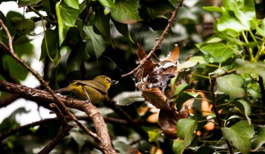 Bir yağmur örümceğinin yuvasından (Palystes superciliosus) ipek yağan Cape White-eye (Zasterops capensis))