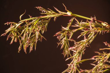 Lemongrass (Cyboapogon citratus) çiçeklerinin makro resmi)