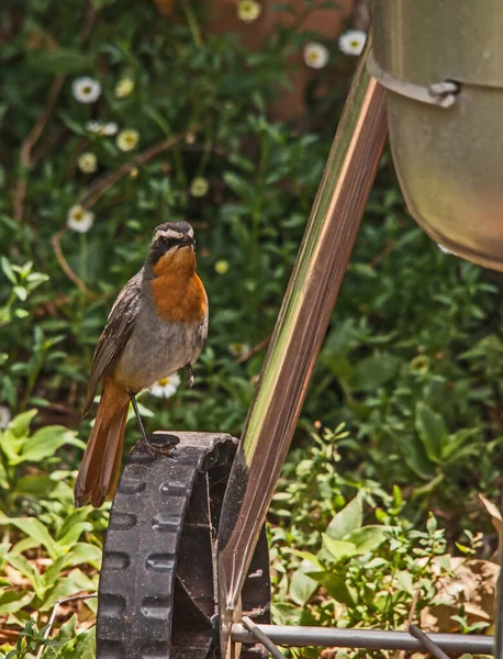 Cabo Robin Chat Cossypha Caffra Habitante Bem Vindo Jardim Por — Fotografia de Stock