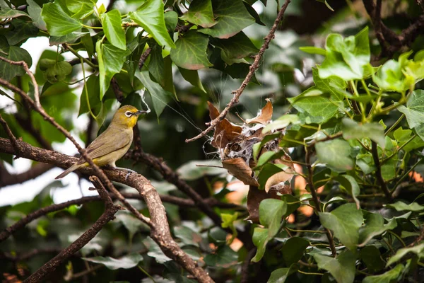 Cape White Eye Zasterops Capensis Набігає Шовк Гнізда Rainspider Palystes — стокове фото