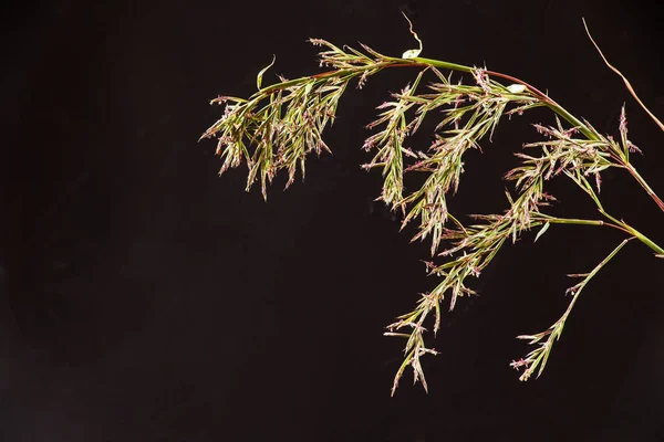 Macro Image Flowers Lemongrass Cyboapogon Citratus — Stock Photo, Image