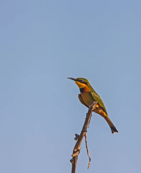 Little Bee Eater Merops Pusillus Predominantly Eat Insects Especially Bees — Stock Photo, Image