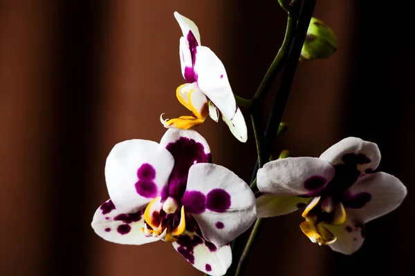 Makro Bild Blommorna Moth Orchid Phalaenopsis — Stockfoto
