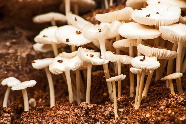 从废弃的白蚁窝生长出来的野生蘑菇 图库图片