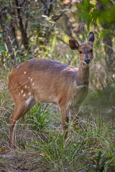 Vrouwelijke Bushbuck Tragelaphus Scriptus Gefotografeerd Tijdens Wandelingen Het Royal Natal — Stockfoto