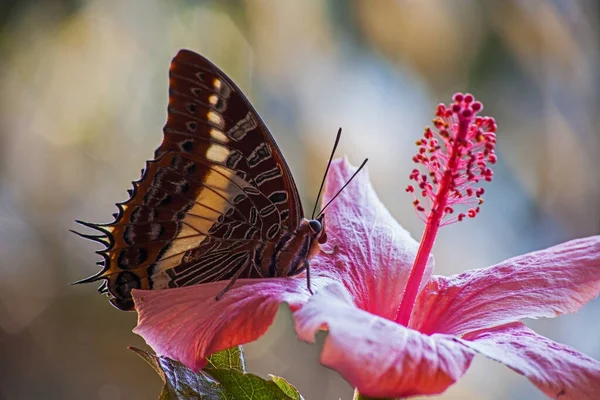 Foxy Charaxes Pillangó Egy Rózsaszín Hibiszkusz Virág — Stock Fotó