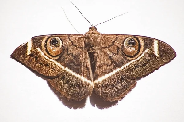 Krém Csíkos Bagoly Lepke Cyligramma Latona Egy Nagy Lepke Hogy — Stock Fotó