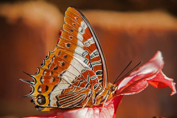 Ένα Foxy Charaxes Πεταλούδα Charaxes Jasius Satnus Πάνω Ροζ Λουλούδι — Φωτογραφία Αρχείου