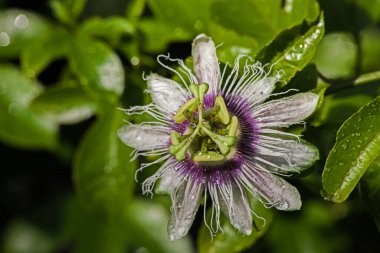 Arkasında yeşil yapraklar olan tek bir tutku meyvesi..