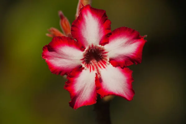Adenium multiflorum is the best known of the South African adeniums. It flowers in winter when most of the surrounding vegetation is rather dull by comparison to the brilliant bicoloured flowers that cover these plants when they are in full bloom.