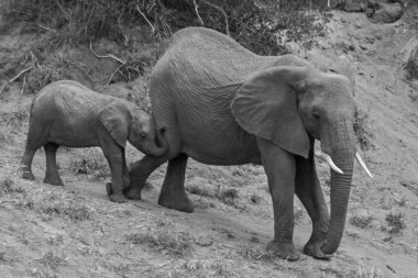Bir Afrika Fili (Loxodonta africana) ineği yavrusuna dik bir inişte yardım ediyor..