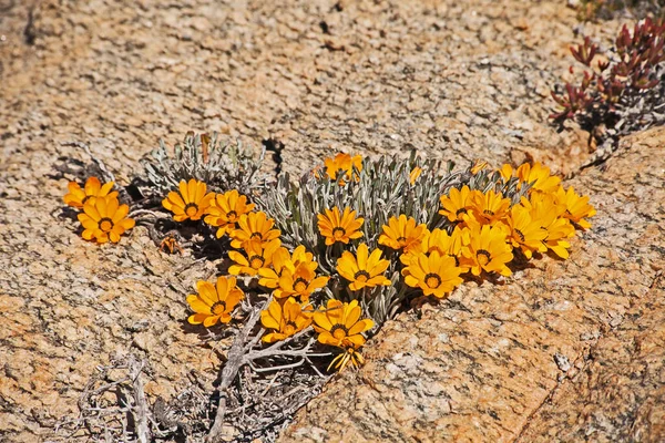 Baie Hondeklipbay Gazania Est Endémique Habitat Côtier Étroit Côte Sud Images De Stock Libres De Droits