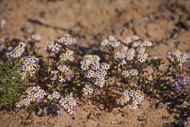 Mor Çubuk-Çiçek (Zaluzianskya affinis), Namaqualand bahar çiçeği mevsiminde görülen çok sayıda çiçekten biridir.