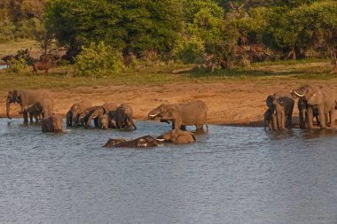 Afrika Fili (Loxodonta africana), arka planda Cape Buffalo (Syncerus caffer) ile içme ve oynama