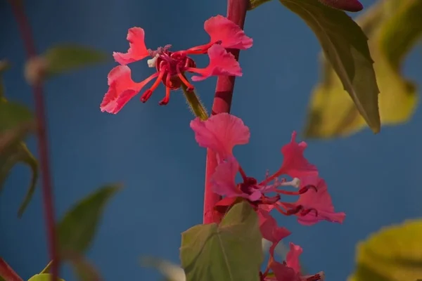 Elegáns Clarkia Clarkia Unguiculata Endémiás Kaliforniai Erdők Gyakori Erdő Padlóján — Stock Fotó