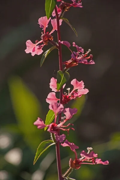 Elegantti Clarkia Clarkia Unguiculata Endeeminen Kalifornian Metsissä Yleinen Metsän Lattialla — kuvapankkivalokuva