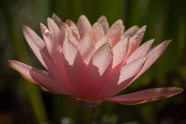 Rosafarbene Blüte Der Teichlilie Nymphaea Caerulea Hinterleuchtet Mit Regentropfen — Stockfoto