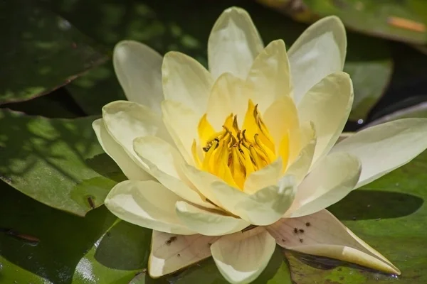 Makroaufnahme Der Gelben Blume Der Teichlilie Nymphaea Caerulea — Stockfoto