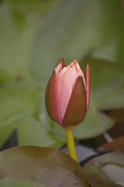 Makroaufnahme Der Knospe Einer Rosa Teichlilie Nymphaea Caerulea — Stockfoto