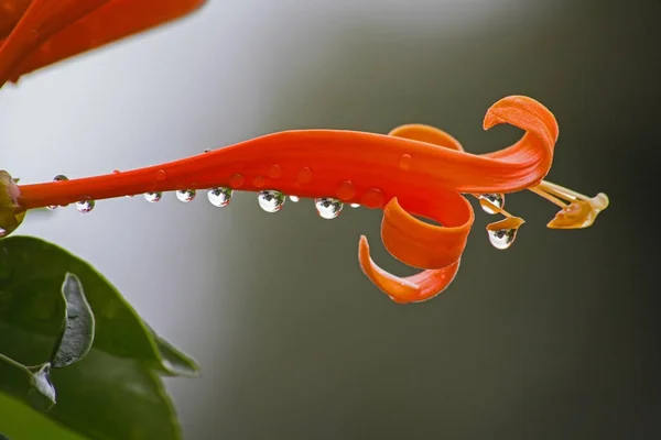 Orange Trumpet Vine Pyrostegia Venusta Also Known Golden Shower Rain — Stock Photo, Image