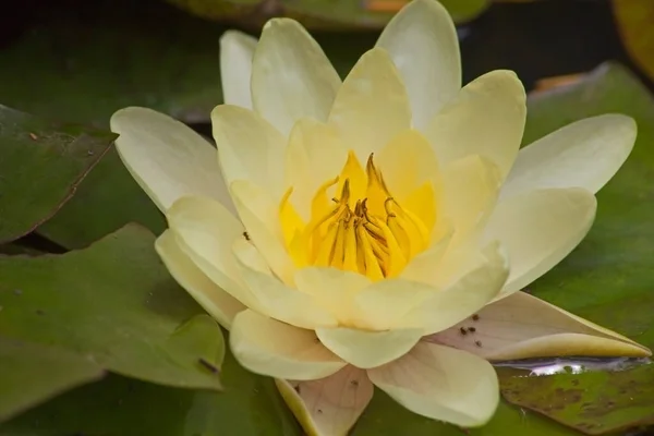 Makroaufnahme Der Gelben Blume Der Teichlilie Nymphaea Caerulea — Stockfoto