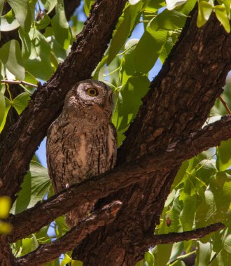 Afrika Baykuşu (Otus senegalensis) bir Mopane ağacında dinleniyor