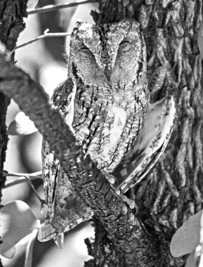 Bir Mopane ağacında dinlenen Afrikalı Yaralı Baykuşun (Otus senegalensis) tek renkli görüntüsü