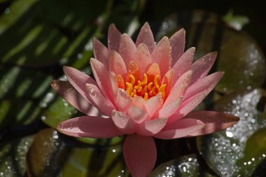 Yağmurdan sonra Pembe Göl Zambağı (Nymphaea caerulea).