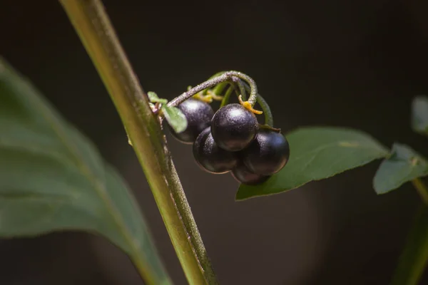 Африканский Нигтшад Solanum Nigrum Питательное Растение Листья Спелые Ягоды Можно — стоковое фото