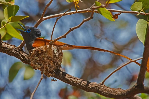 Homem Africano Paraíso Flycatcher Terpsiphone Viridis Tomando Sua Vez Ninho — Fotografia de Stock