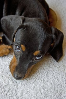 Dachshund köpek yavrusu şirinlik yapıyor.