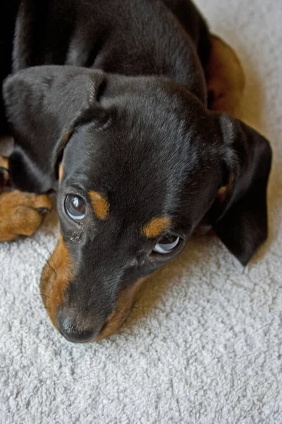 Dachshund Cachorro Solo Siendo Lindo — Foto de Stock