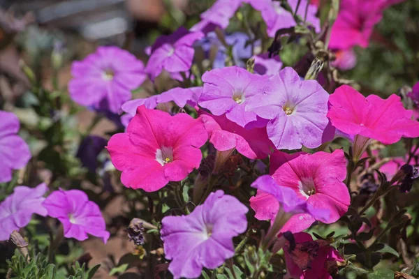 Plantes Avec Plusieurs Fleurs Pétunia Rose Violet — Photo