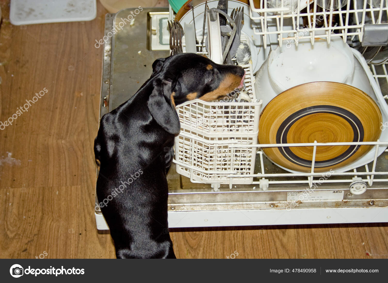 Dachshund Puppy Stealing Morsels Dishes Open Dishwasher Stock Photo by