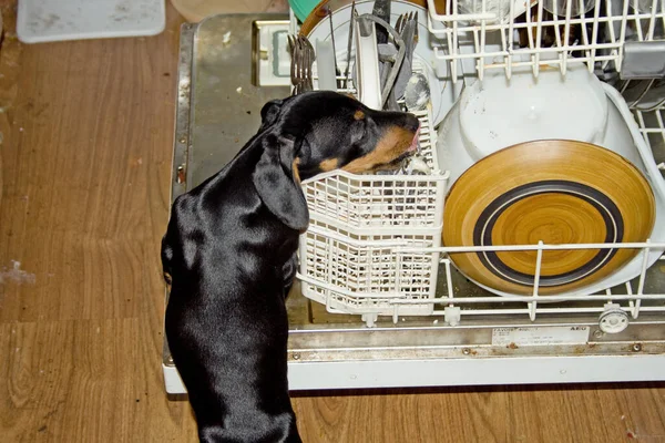 Dachshund Szczeniak Kradnąc Kąski Naczyń Otwartej Zmywarce Zdjęcia Stockowe bez tantiem