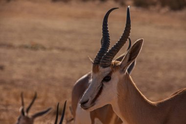 Güney Afrika 'daki Kgalagadi Trans Sınır Parkı' ndaki Kalahari Springbok portresi